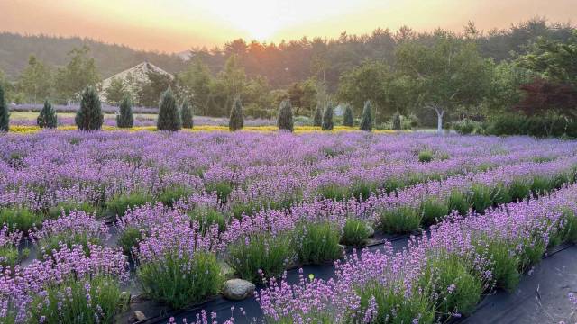 고성 라벤더축제 고성 하늬라벤더팜