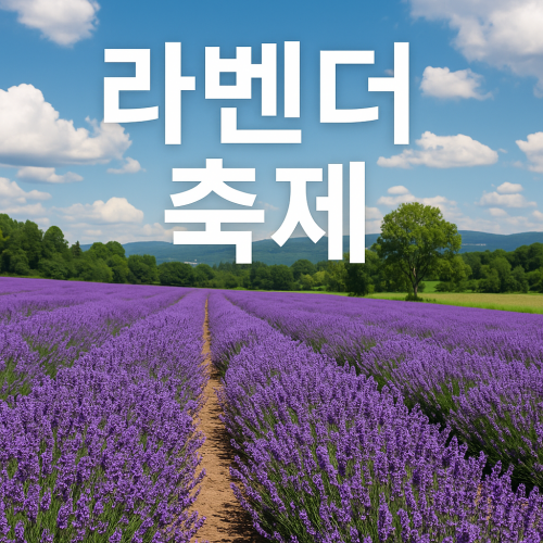 라벤더 축제 일정 위치 꿀팁 완벽 정리