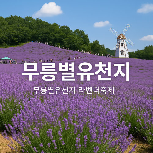 무릉별유천지 라벤더축제 놓치면 후회할 체험 5가지