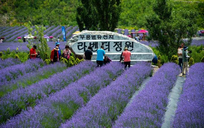 무릉별유천지 라벤더축제 즐기는 사람들