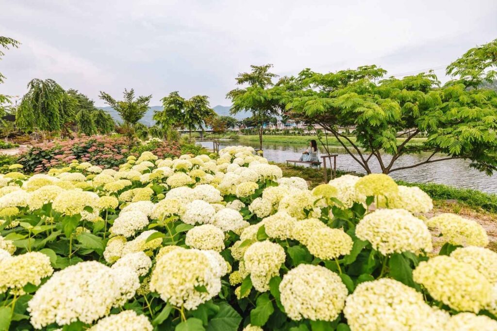 유구 수국축제 가기 전 꼭 알아야 할 꿀팁