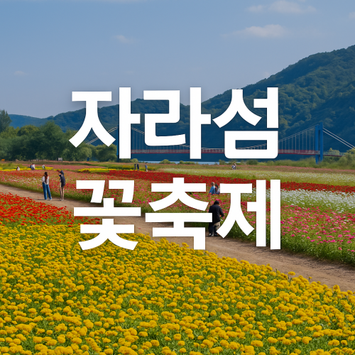 자라섬 꽃축제 가기 전 꼭 알아야 할 꿀팁 7가지