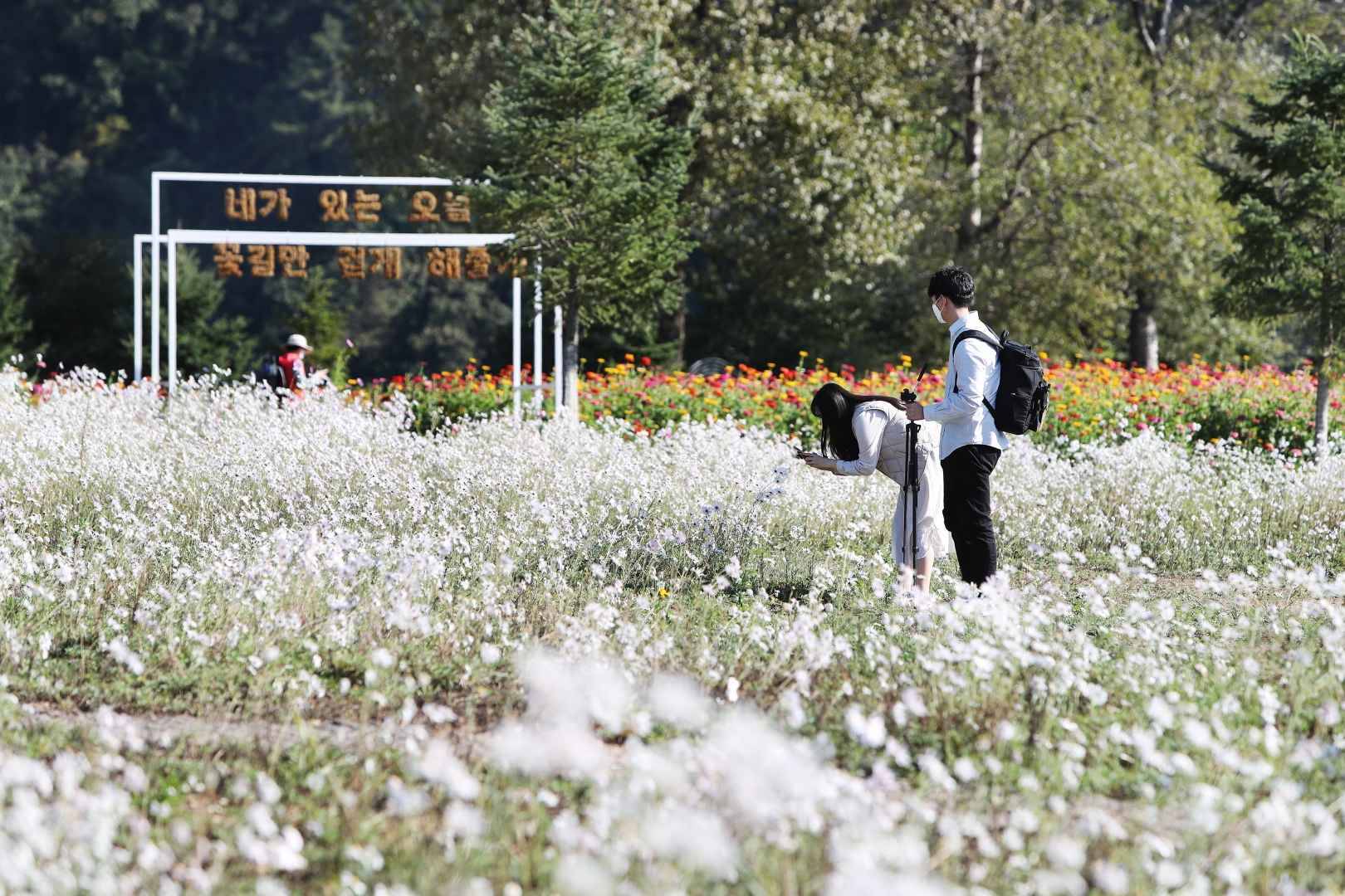 자라섬 꽃축제 가기 전 꼭 알아야 할 꿀팁