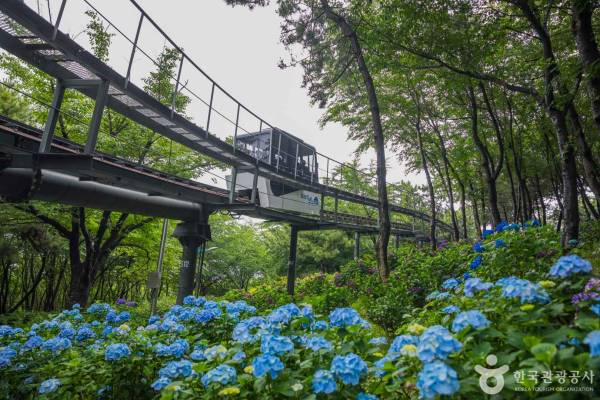 장생포 수국축제 놓치기 쉬운 핵심 정보 총정리