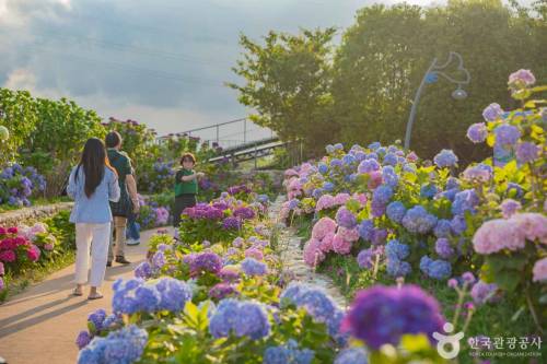 장생포 수국축제 놓치기 쉬운 핵심 정보 총정리