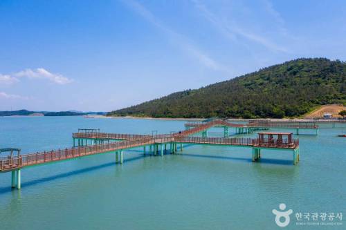퍼플섬 라벤더 축제 후기 무료로 입장하는 법 100% 알려드림