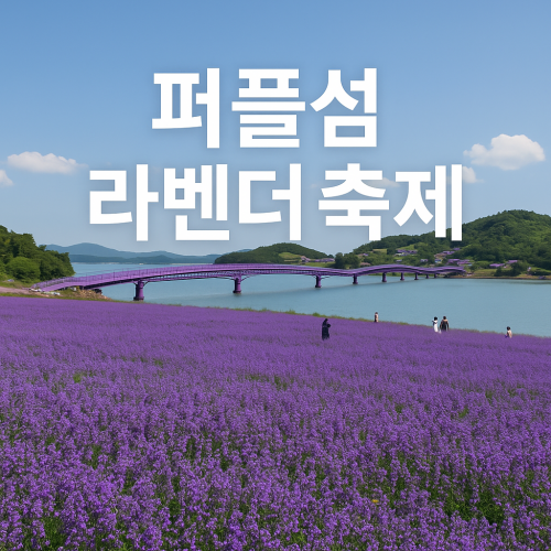 퍼플섬 라벤더 축제 후기 진짜 무료로 입장하는 법 알려드림